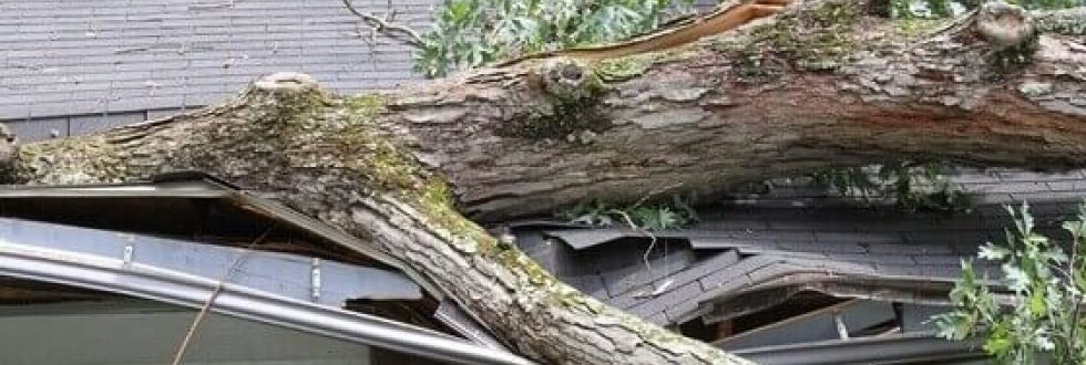 Tree on top of a roof | Storm Clean-up by Stein Tree Service