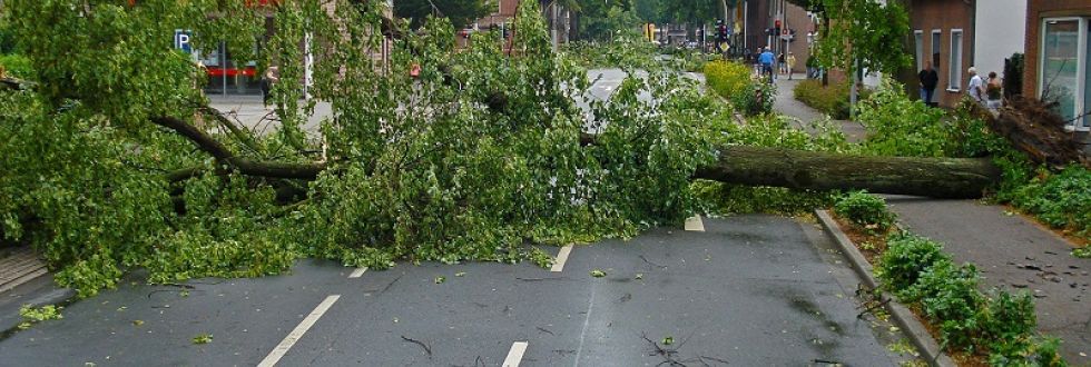 emergency tree removal - tree fallen across town street - Stein Tree Service - 800