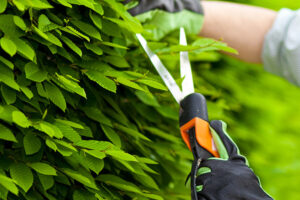 stein-tree-service-shrub-pruning