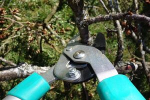 Tree trimming and pruning in Chester County