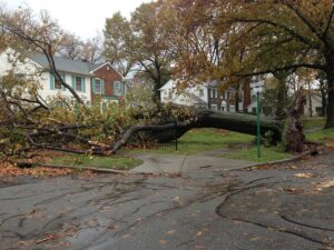 emergency tree removal service Wilmington DE