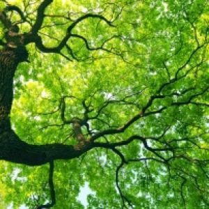 Tall green tree from ground viewpoint | professional tree service company | Stein Tree Service