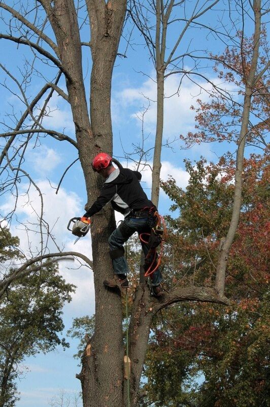 tree trimming and pruning in Wilmington DE man in a tree cutting branches with a saw