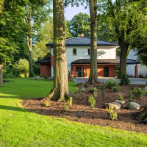 yard with tall trees | professional tree service company | Stein Tree Service