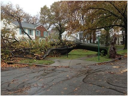 Emergency Tree Removal Service in Wilmington