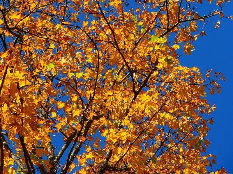 Tree Trimming and pruning in autumn- yellow leaved tree - Stein