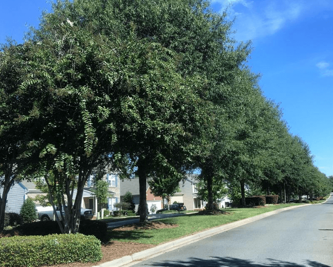 Trimming Shrubs in Wilmington