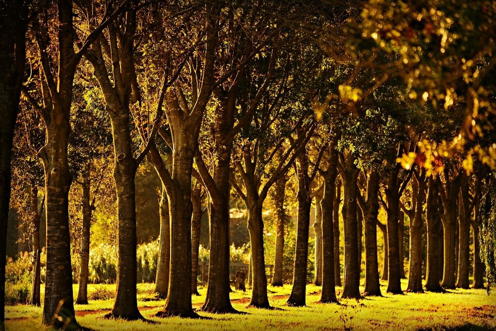 row-of-trees-what-is-a-windbreak-stein-tree-service