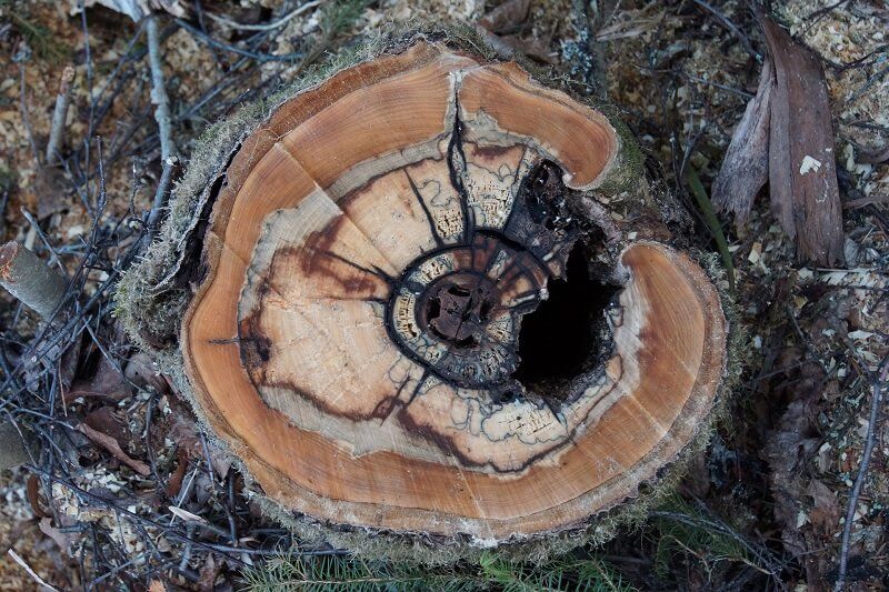 tree removal in Newark, DE