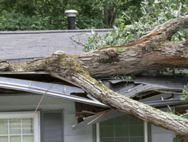 Emergency Tree Removal Service in Wilmington