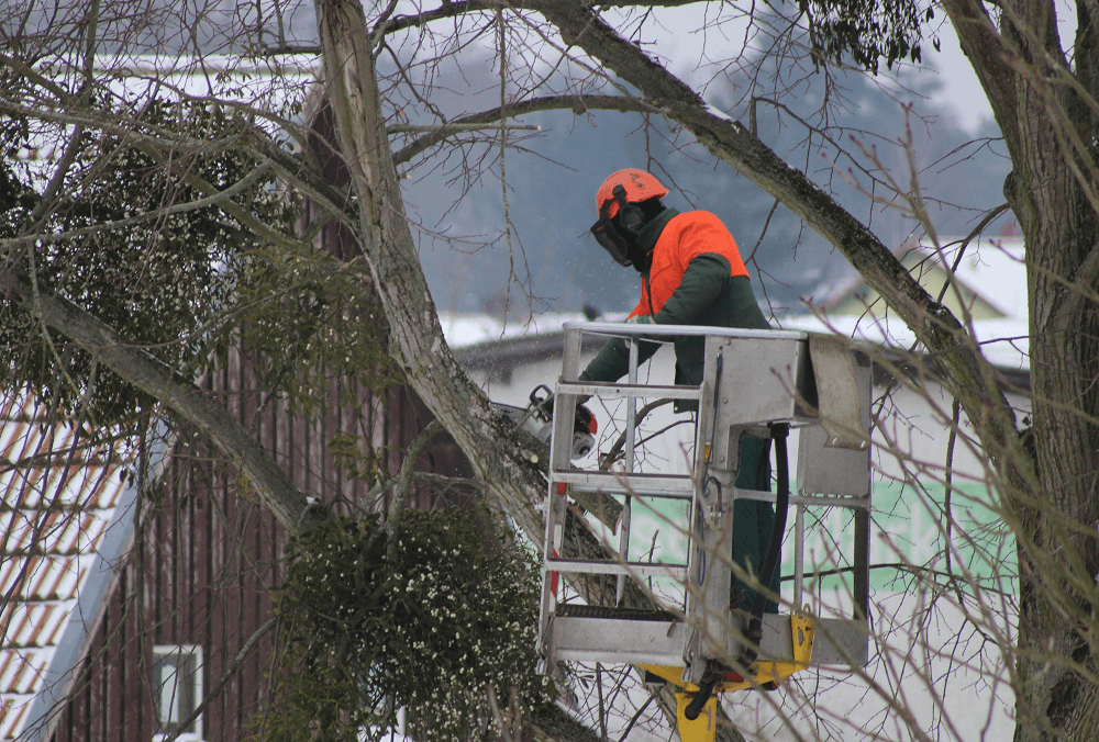 Tree Worker in bucket lift - trimming trees in Brandywine DE | Stein Tree Service