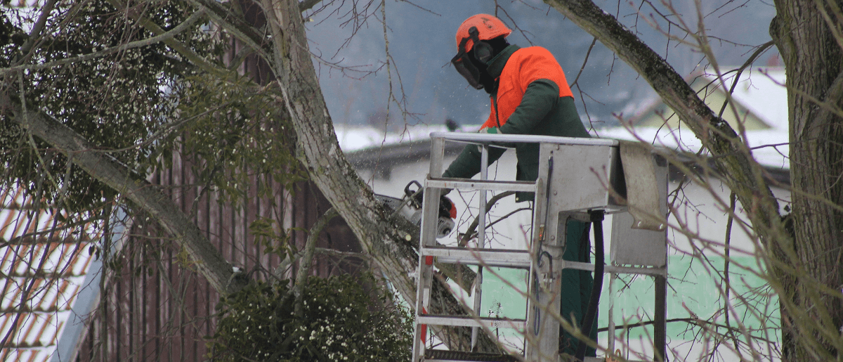 Banner - Tree Worker in bucket lift - trimming trees in Newport DE | Stein Tree Service answers frequently asked questions about summer tree care