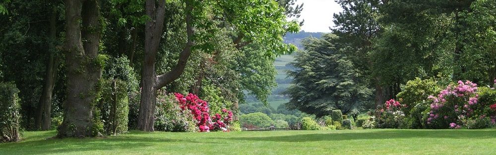 Plant Health Care Services with Stein Tree Service