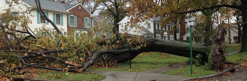 banner image - trees uprooted -tree inspection is part of good tree care - Stein Tree