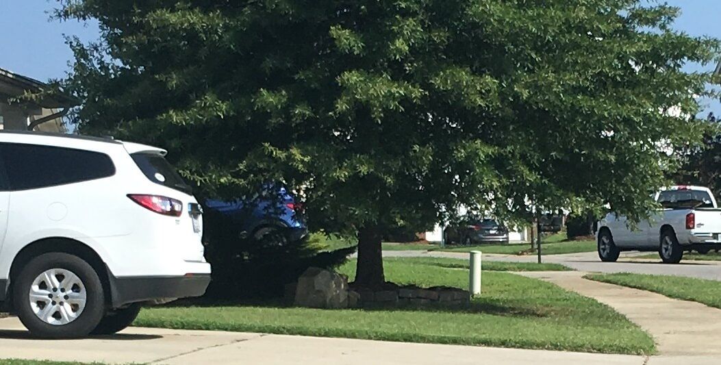 Tree Trimming and Pruning in Wilmington, DE