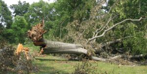 uprooted tree in a yard - Tree Risk Assessment Inspection and inventory Services by Stein Tree Service