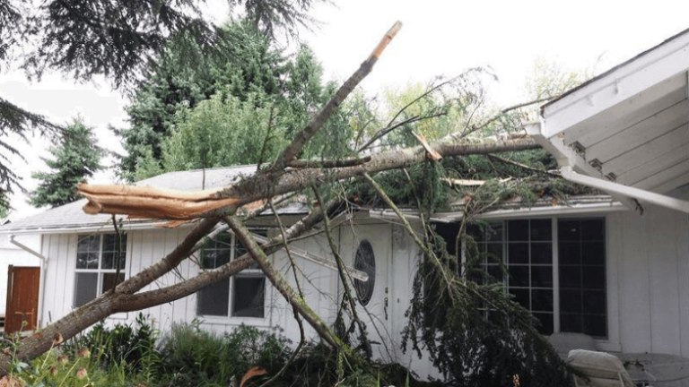 Emergency Tree Removal Service in Wilmington | Stein Tree Service