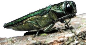 Tree damaged by EAB - Imminent Threat of Emerald Ash Borers in Media - Stein Tree