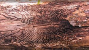 Emerald Ash Borer damage S shaped patterns in bark. emerald ash borer information for Chadds Ford residents from Stein Tree Service.