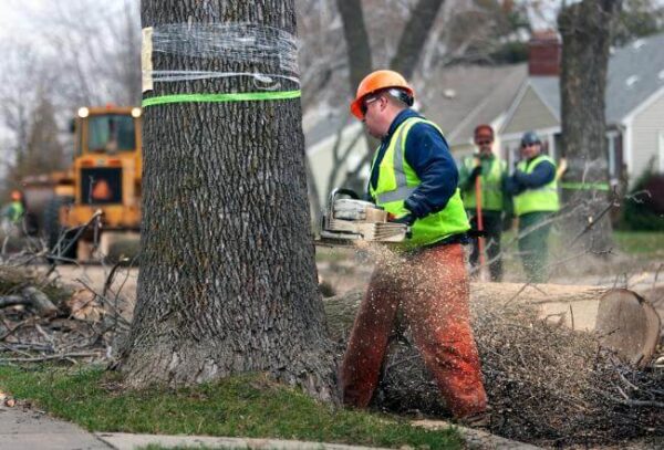 Tree Removal and Clearing in Aston, PA - Stein Tree Service