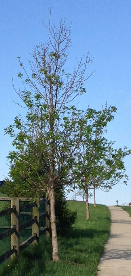 is-your-ash-tree-infested-with-emerald-ash-borer-in-west-chester