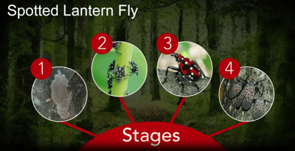 Stein Tree Earns Permit to Work in Spotted Lanternfly Quarantine Areas