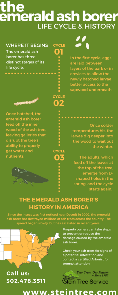 looking-back-looking-forward-fraxinus-spp-and-the-emerald-ash-borer