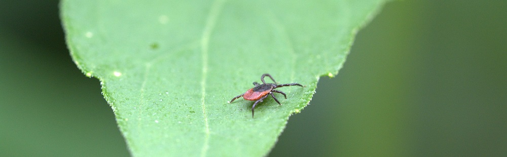 Tree Care Company Stein Tree Advises Care During Tick Season | Stein