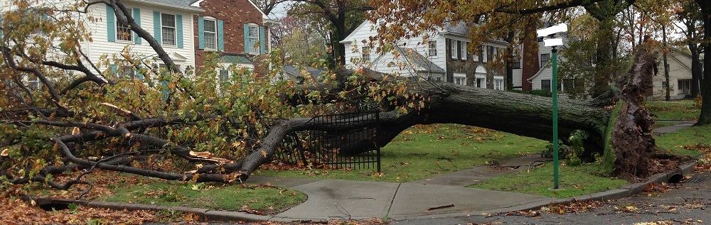 large tree uprooted in a yard - winter prep such as tree trimming and pruning to prevent damage - Stein Tree Service