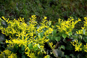 Yellow Green Shrub Care is Part of Plant Health Care Services with Stein Tree Service