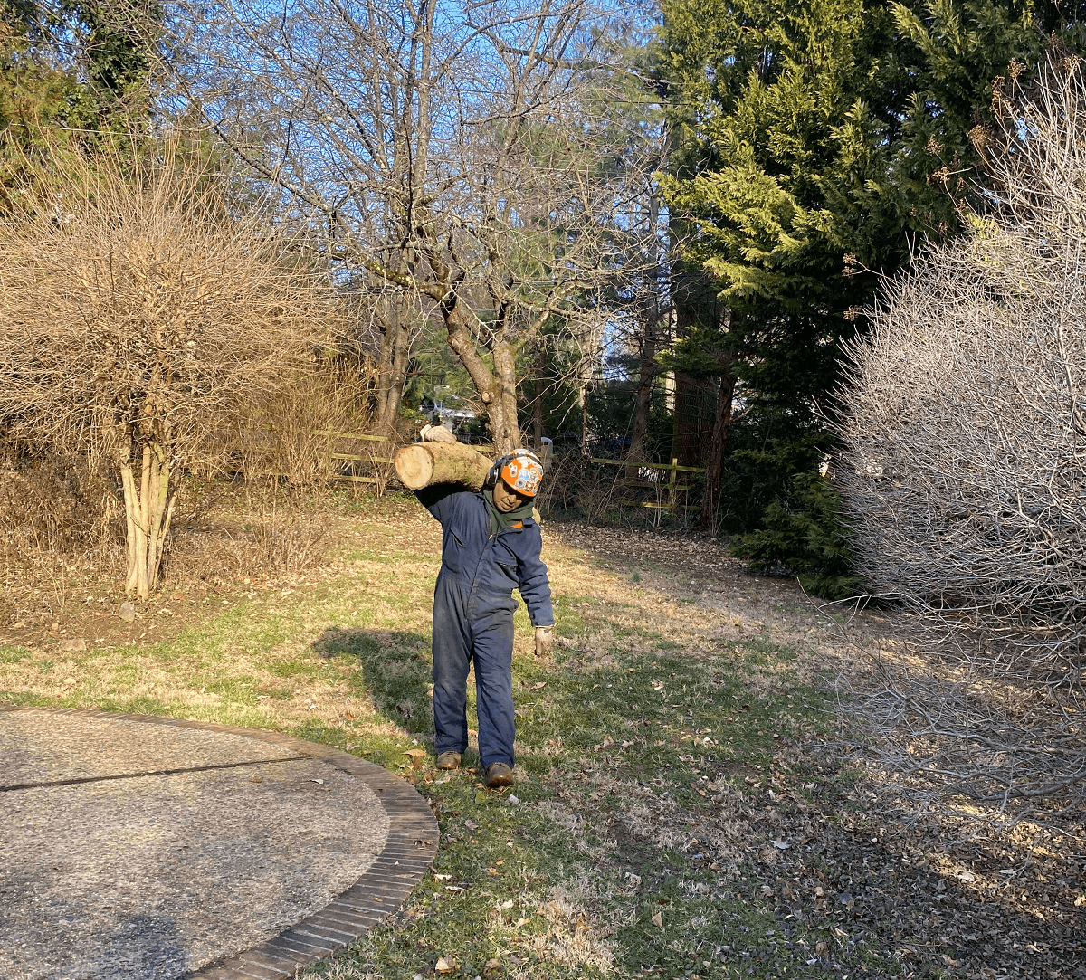 Worker carrying tree branch | remove a dead tree | Stein Tree Service