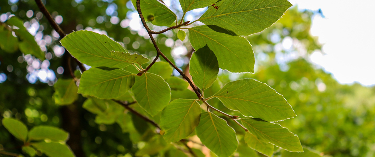 Healthy Beech Leaves - What is Beech Leaf Disease BLD? - Stein Tree Service